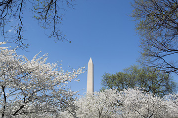 Image showing Cherry blosoms by the Washington Memorial