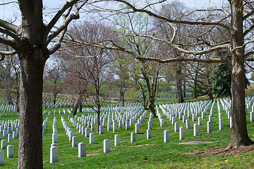 Image showing Trees at the Arlington Cemetery 