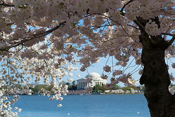 Image showing Thomas Jefferson Memorial surrounded by flowers