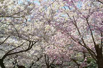 Image showing pink and white flowers