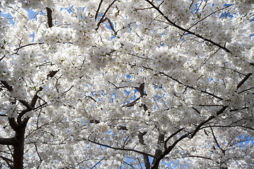 Image showing White flowers covering the sky