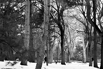 Image showing Snow and trees in Central Park