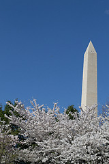 Image showing Festival and Washington Memorial