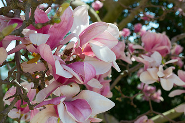 Image showing Pink tulip tree flower