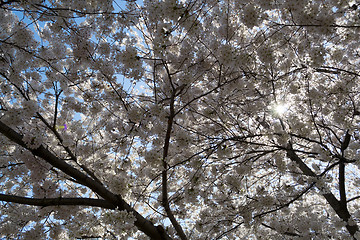 Image showing Cherry blossoms covering the sun