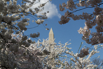 Image showing Washington Memorial between trees