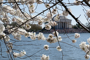 Image showing Cherry blossoms covering the Thomas Jefferson Memorial