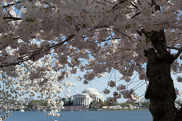 Image showing Flower arround Thomas Jefferson Memorial surrounded by flowers