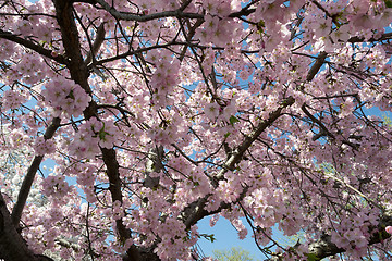 Image showing Pink cherry blossoms
