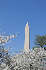 Image showing Washington meorial between flowers