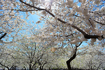 Image showing Cherry blossoms