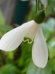 Image showing Flower blooming