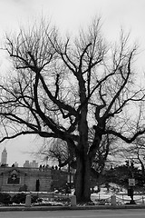 Image showing Leaf less tree in Central Park