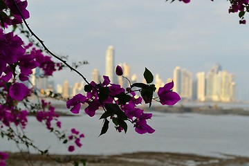 Image showing Panama city behind flowers