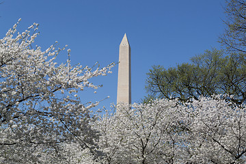 Image showing Washington Memorial and cherry blossoms