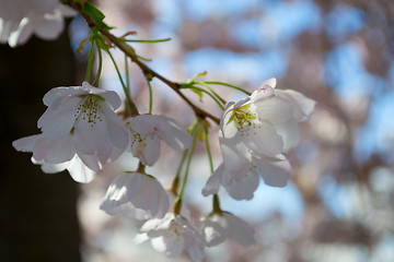 Image showing Cherry tree flower bunch