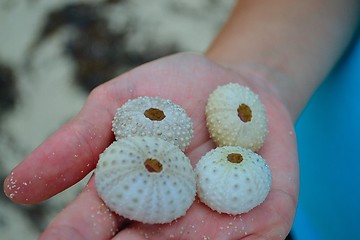 Image showing Sea urchin sell