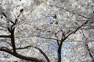 Image showing White floers during the Cherry Blossom festival