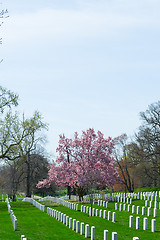 Image showing Pink flowers at Arlington Cemetery 