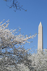 Image showing Washington Memorial between white flower