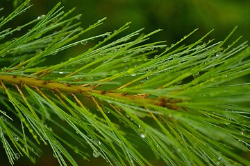 Image showing Water drops on a pine branch