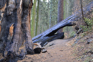 Image showing Bridge across a sequoia