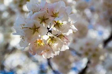 Image showing Sakura flower