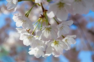 Image showing White and pink flowers