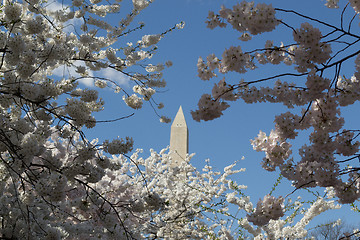 Image showing A pickto the Washington Memorial