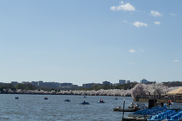 Image showing Cherry blossom festival in DC