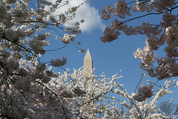 Image showing Flowers around the Washington Memorial