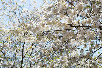 Image showing White flower