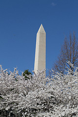Image showing Hight of the Washington Memorial