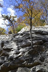 Image showing Horizontal trees