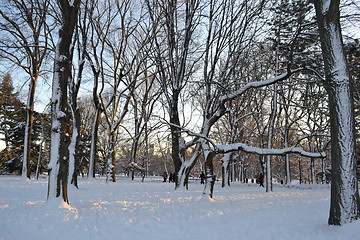 Image showing Snow in Central Park