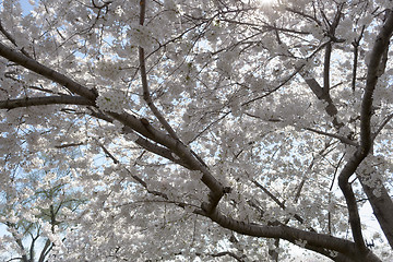 Image showing White flowery sky