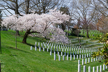 Image showing Sakura tree at the Arlington Cemetery 