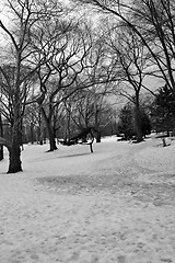 Image showing Snow in Central Park