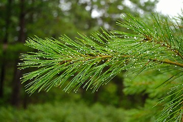 Image showing Wet pine needle