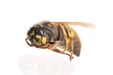 Image showing Dead wasp isolated