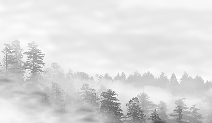 Image showing Landscape of misty forest at sunrise
