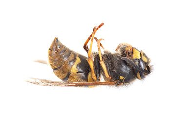 Image showing Dead wasp isolated