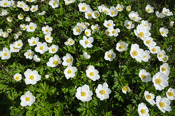 Image showing Shiny Snowdrop Anemones