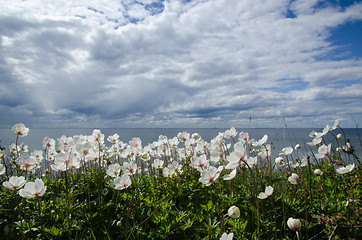 Image showing Coastal backlit anemones