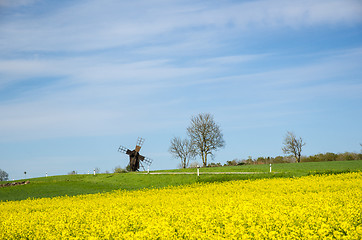 Image showing Old windmill at a blossom rapeseed field