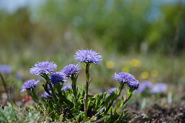 Image showing Shiny blue diasies