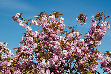 Image showing Cherry blossom at blue sky