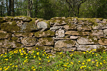 Image showing Dandelions at mossy stone wall