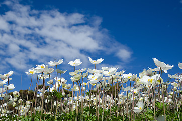 Image showing White anemones at blue sky