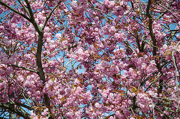 Image showing Cherry blossom all over